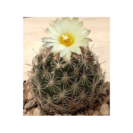 CORYPHANTA palmeri 25 semen