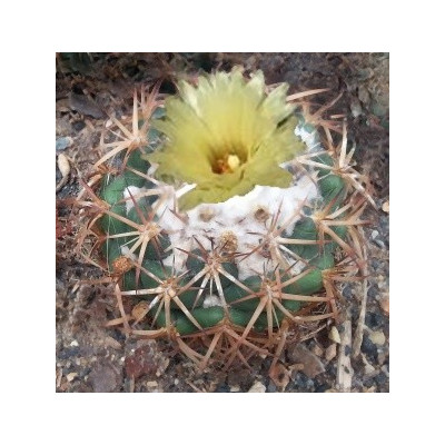 CORYPHANTA pycnacantha 15 semen