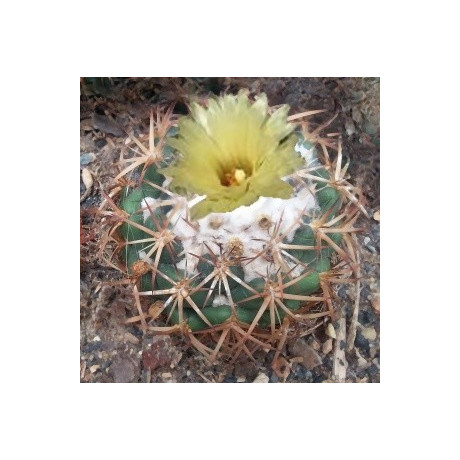 CORYPHANTA pycnacantha 15 semen