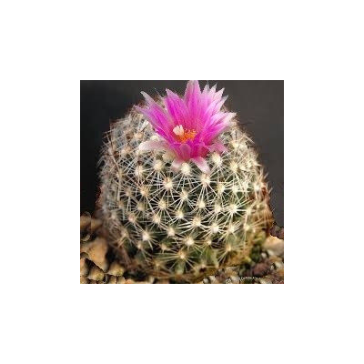 CORYPHANTA vivipara arizonica 8 semen