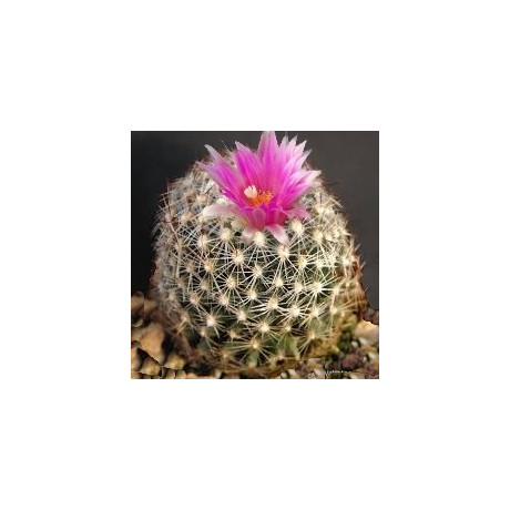 CORYPHANTA vivipara arizonica 8 semen