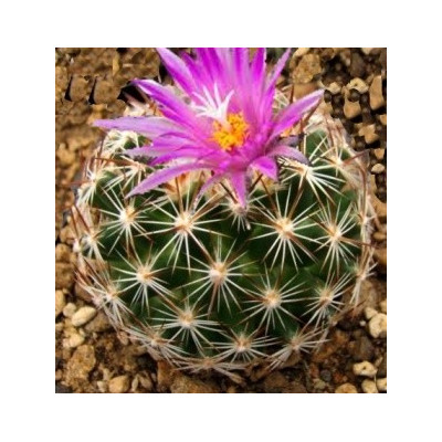 CORYPHANTA vivipara neomexicana 8 semen