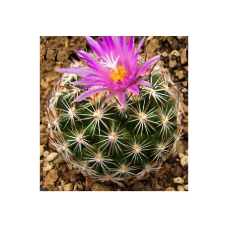 CORYPHANTA vivipara neomexicana 8 semen