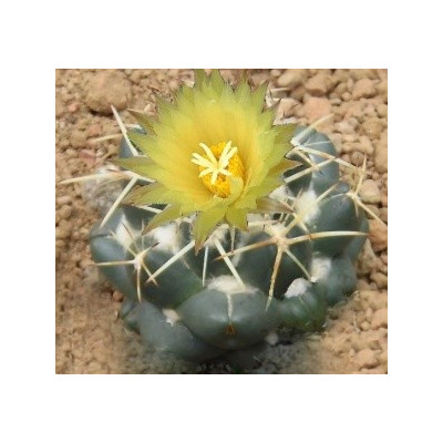 CORYPHANTHA andreae 20 semen