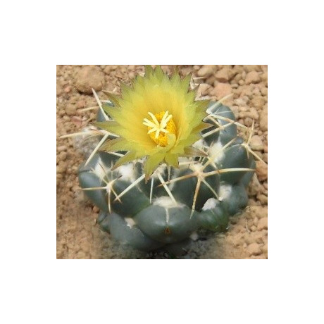 CORYPHANTHA andreae 20 semen