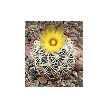 CORYPHANTHA echinus 15 semen