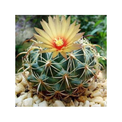 CORYPHANTHA pallida 15 semen