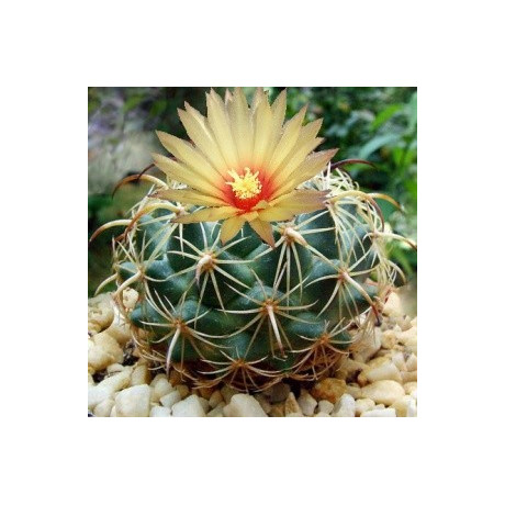 CORYPHANTHA pallida 15 semen