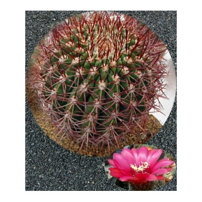 DENMOZA rhodacantha 20 semen