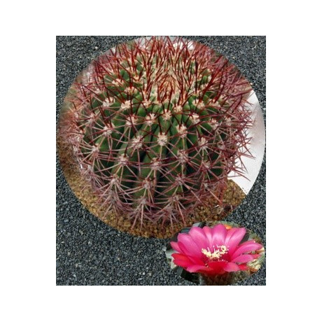 DENMOZA rhodacantha 20 semen