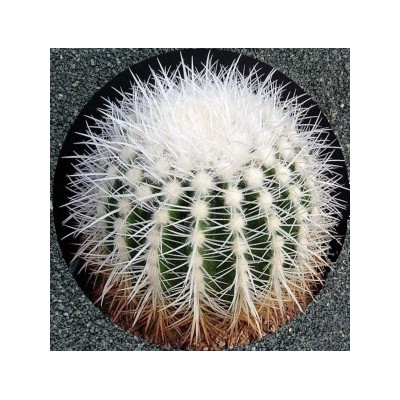 ECHINOCACTUS grusonii v. alba 10 semen