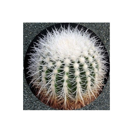 ECHINOCACTUS grusonii v. alba 10 semen