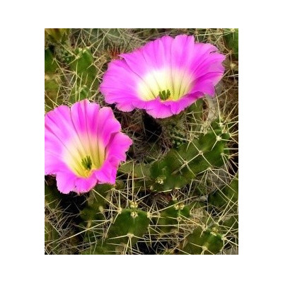 ECHINOCEREUS  leonensis 10 semen