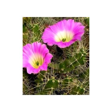 ECHINOCEREUS  leonensis 10 semen