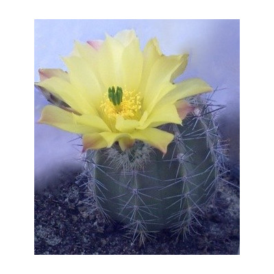 ECHINOCEREUS  subinermis v. ochoterenae 10 semen