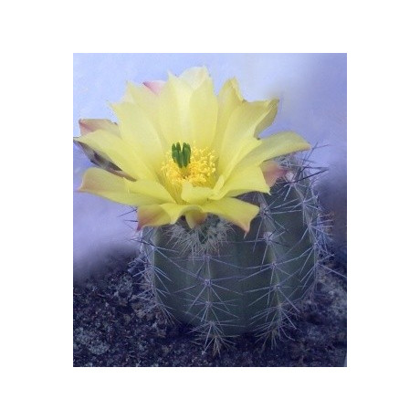 ECHINOCEREUS  subinermis v. ochoterenae 10 semen