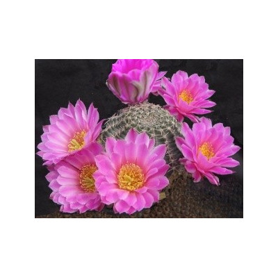 ECHINOCEREUS amoenus 10 semen