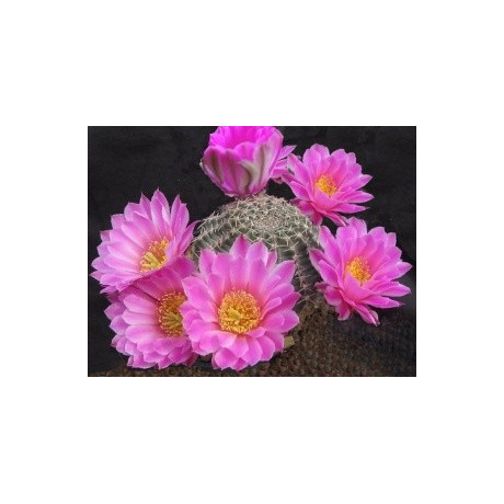 ECHINOCEREUS amoenus 10 semen