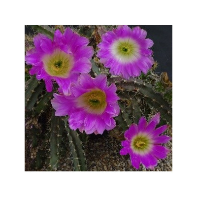 ECHINOCEREUS berlandieri 10 semen