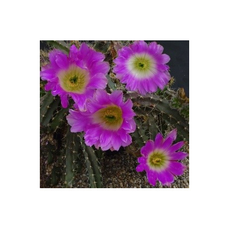 ECHINOCEREUS berlandieri 10 semen