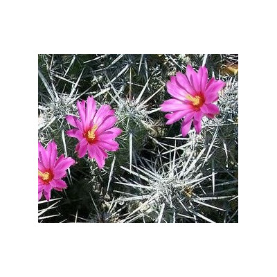 ECHINOCEREUS brandegei 15 semen