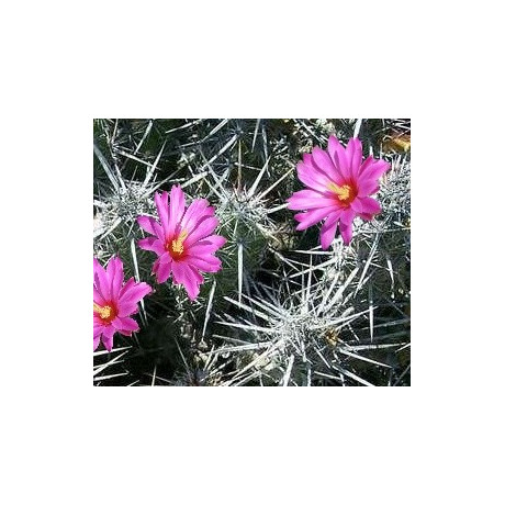 ECHINOCEREUS brandegei 15 semen