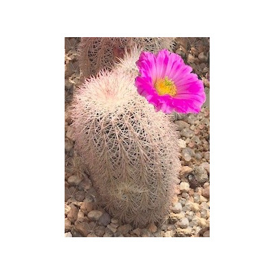 ECHINOCEREUS bristolii 15 semen