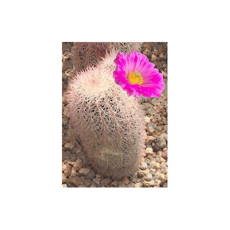 ECHINOCEREUS bristolii 15 semen