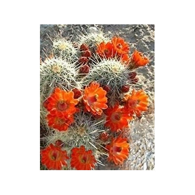 ECHINOCEREUS coccineus 15 semen