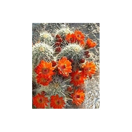 ECHINOCEREUS coccineus 15 semen