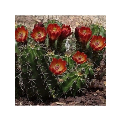 ECHINOCEREUS coccineus roemeri 10 semen