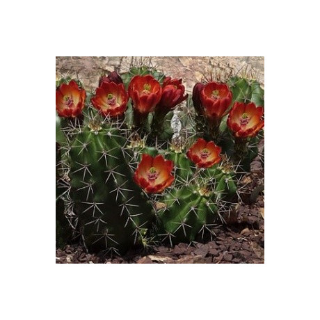ECHINOCEREUS coccineus roemeri 10 semen