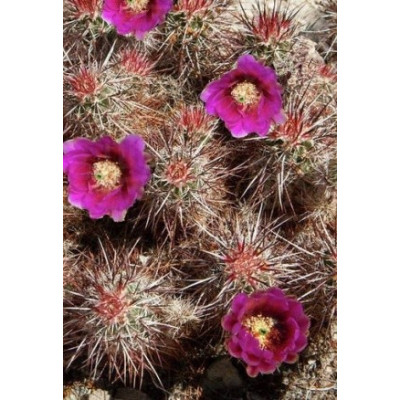 ECHINOCEREUS engelmannii 15 semen
