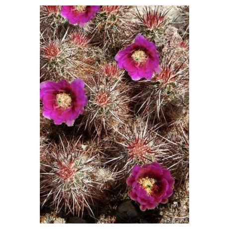 ECHINOCEREUS engelmannii 15 semen