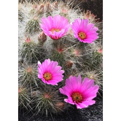 ECHINOCEREUS enneacanthus 15 semen