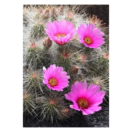 ECHINOCEREUS enneacanthus 15 semen