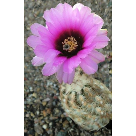 ECHINOCEREUS fitchii 10 semen