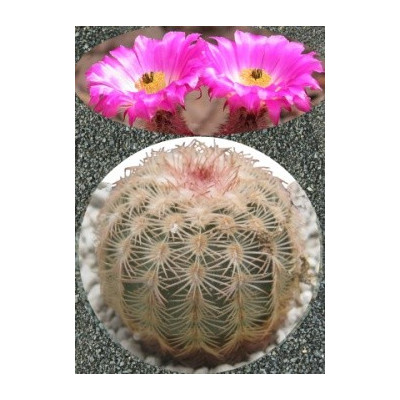 ECHINOCEREUS pectinatus 15 semen