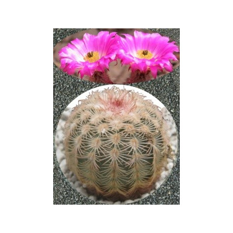ECHINOCEREUS pectinatus 15 semen