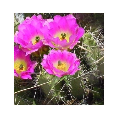 ECHINOCEREUS pentalophus 15 semen