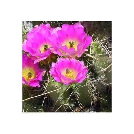 ECHINOCEREUS pentalophus 15 semen