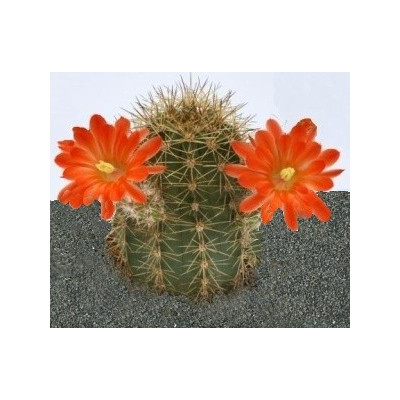 ECHINOCEREUS polyacanthus 10 semen