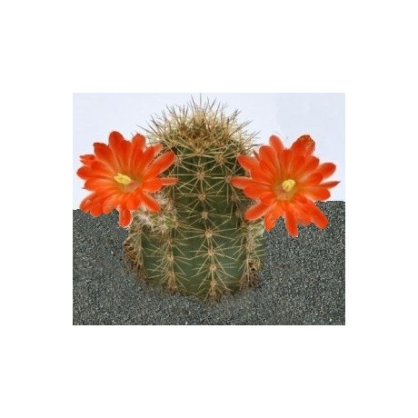 ECHINOCEREUS polyacanthus 10 semen