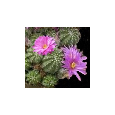 ECHINOCEREUS pulchellus 10 semen