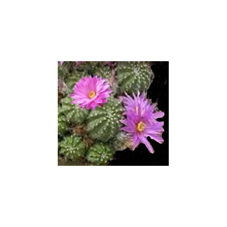 ECHINOCEREUS pulchellus 10 semen