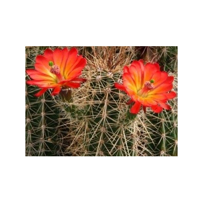 ECHINOCEREUS santaritensis 15 semen