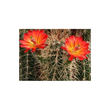 ECHINOCEREUS santaritensis 15 semen