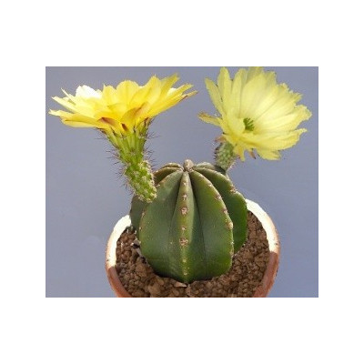 ECHINOCEREUS subinermis 10 semen