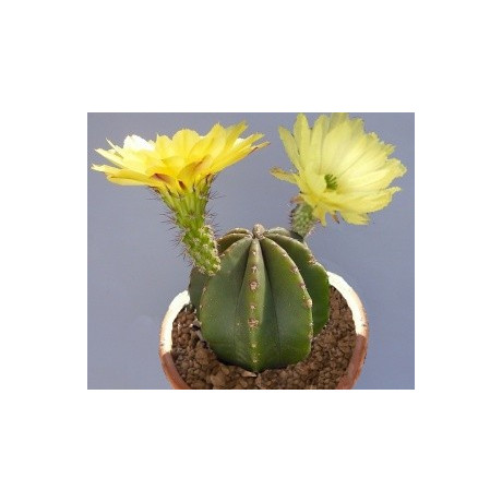 ECHINOCEREUS subinermis 10 semen