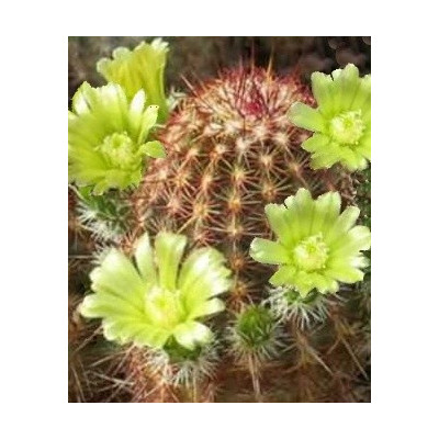 ECHINOCEREUS viridiflorus 15 semen